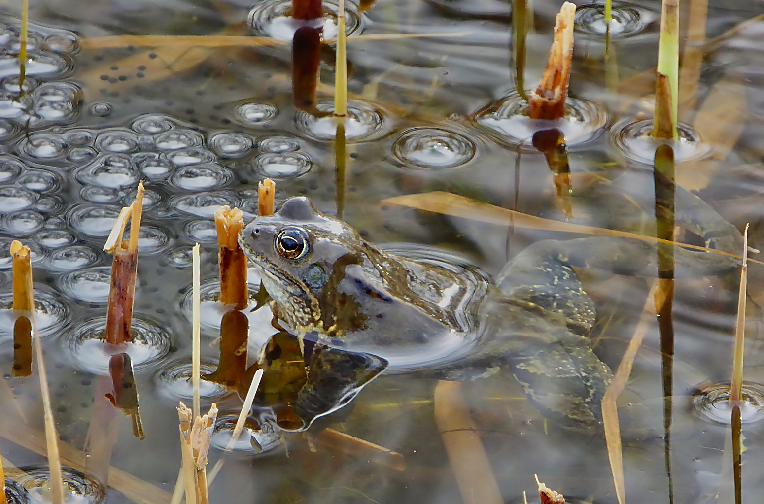 Grasfrosch