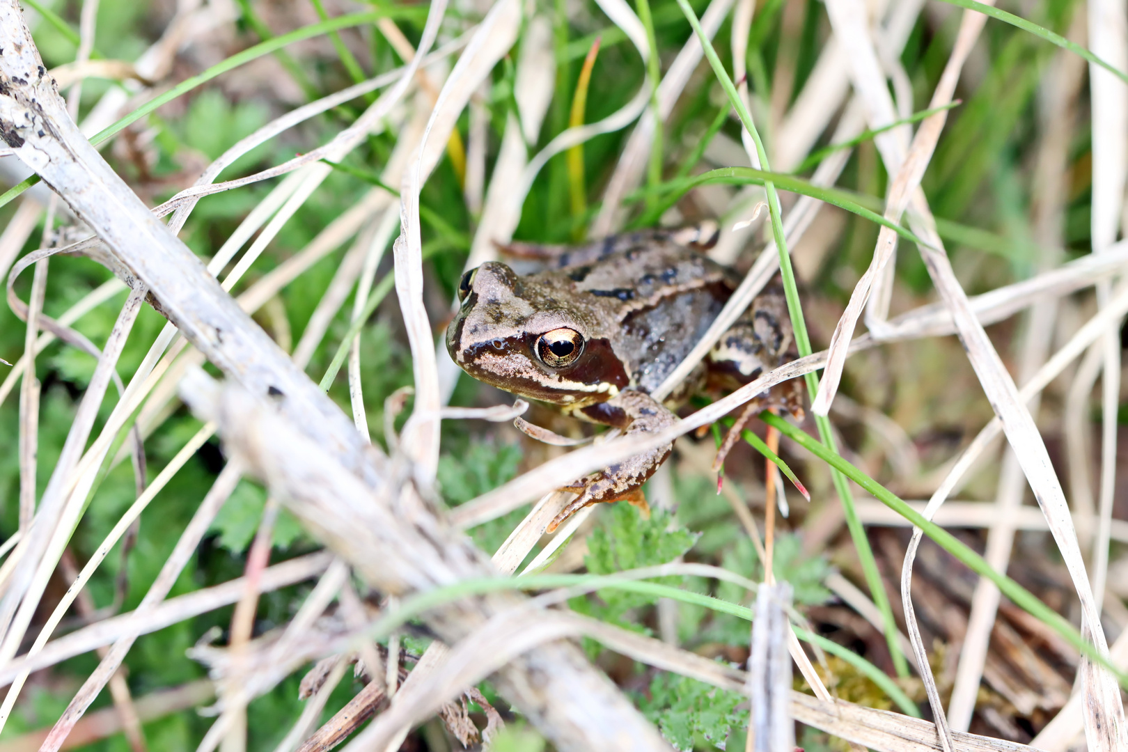 Grasfrosch