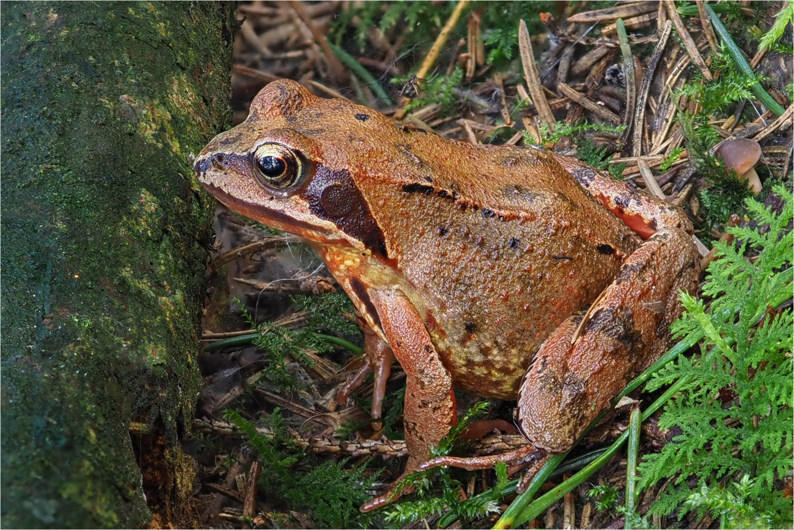 Grasfrosch