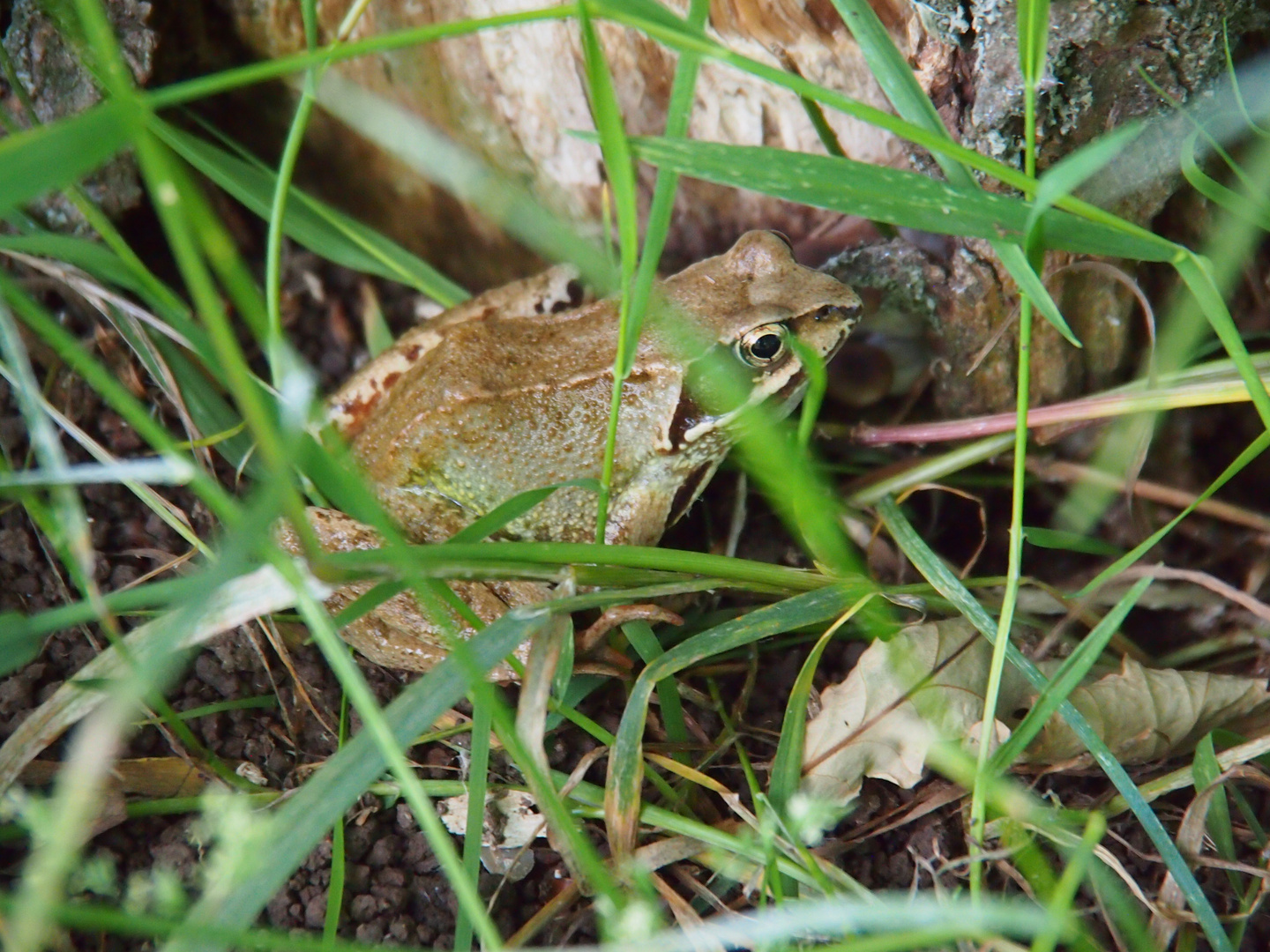 Grasfrosch