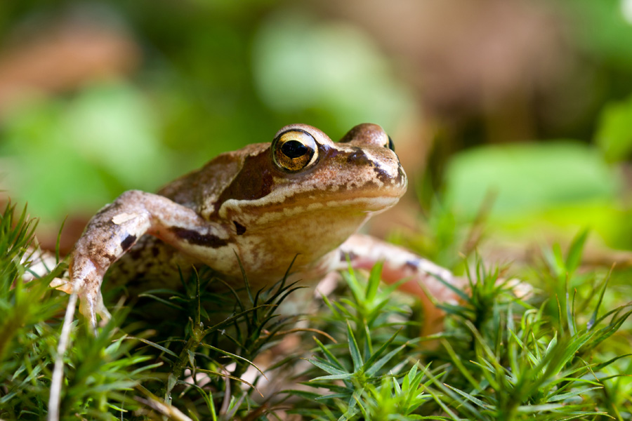 Grasfrosch