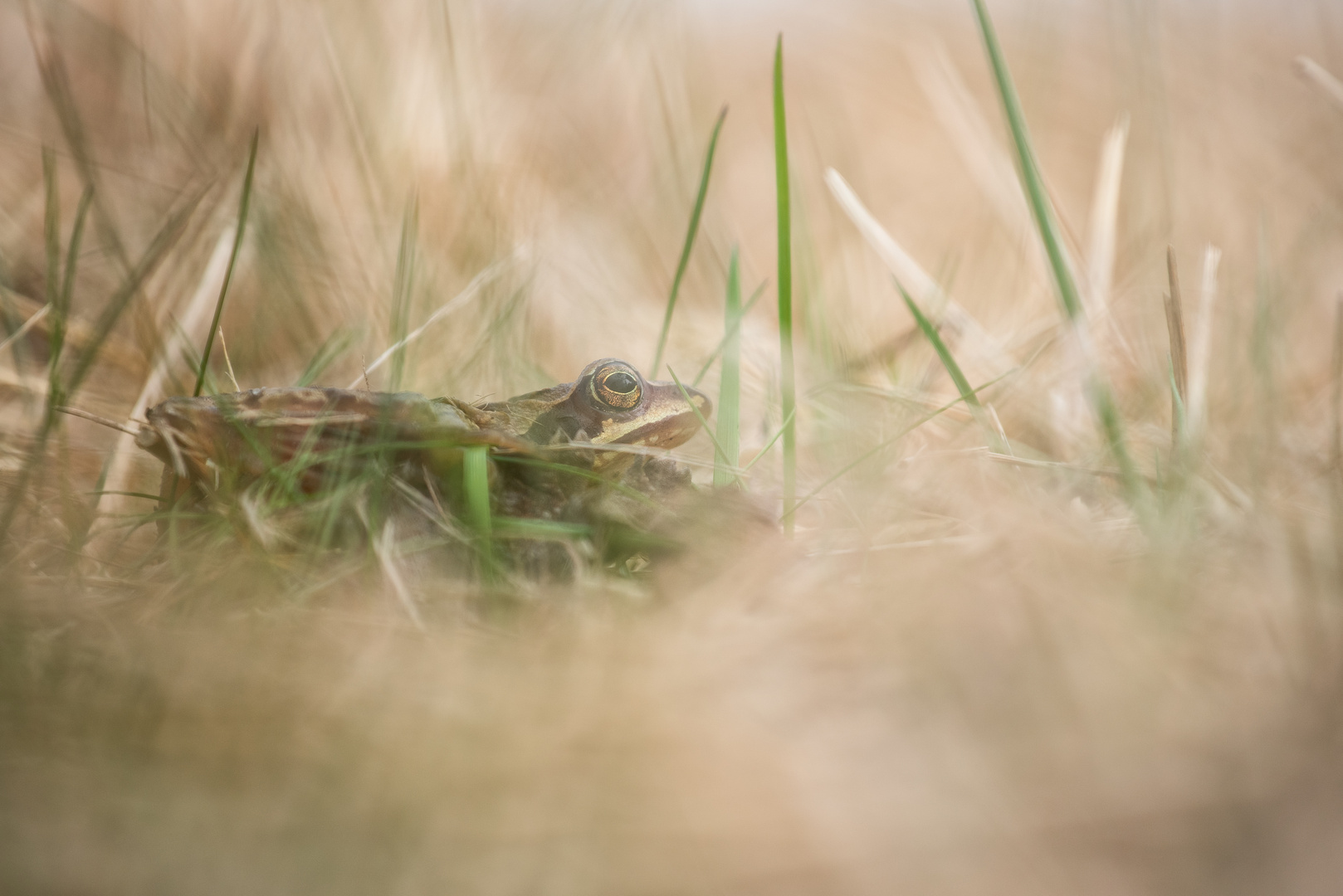 ___Grasfrosch____________