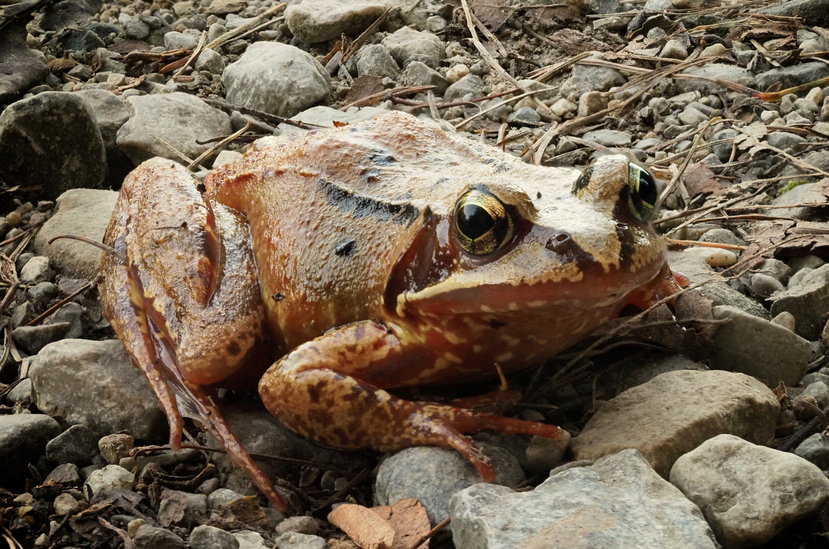 Grasfrosch