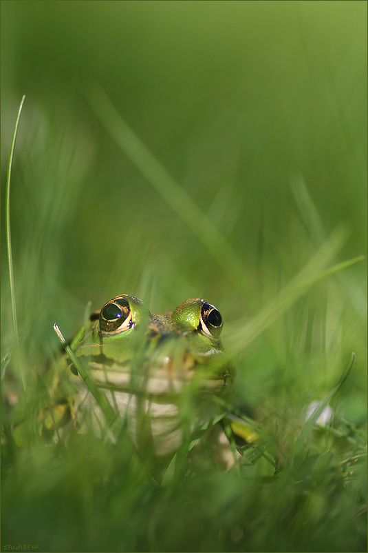 Grasfrosch