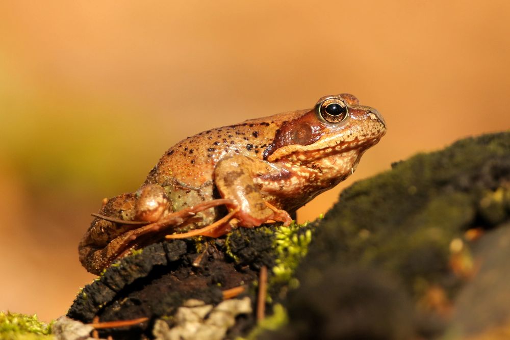 Grasfrosch