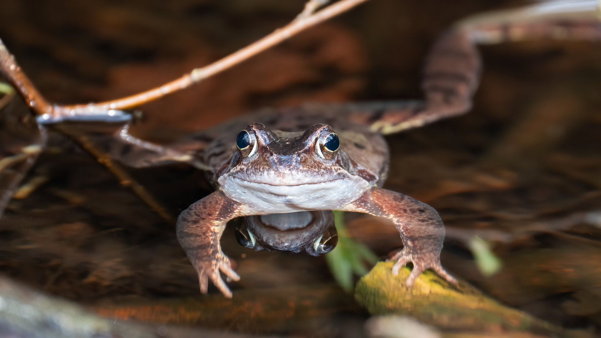 Grasfrosch