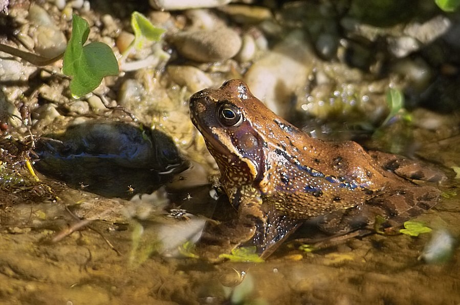 Grasfrosch