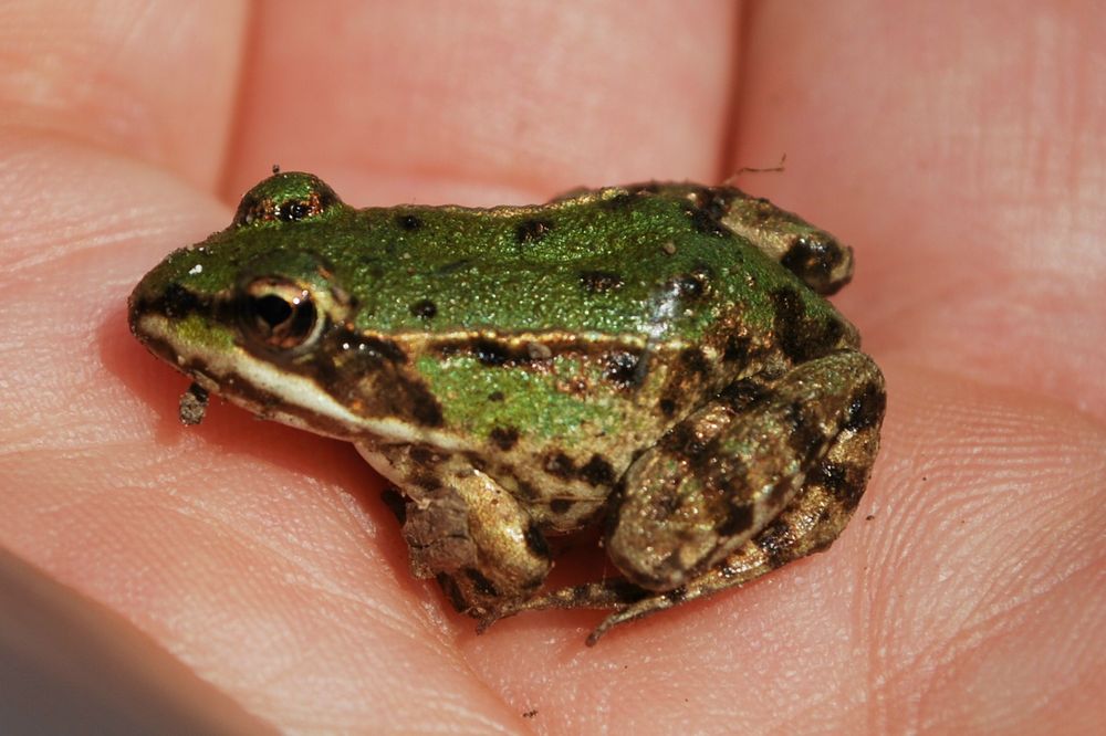 Grasfrosch Foto & Bild | tiere, wildlife, amphibien & reptilien Bilder