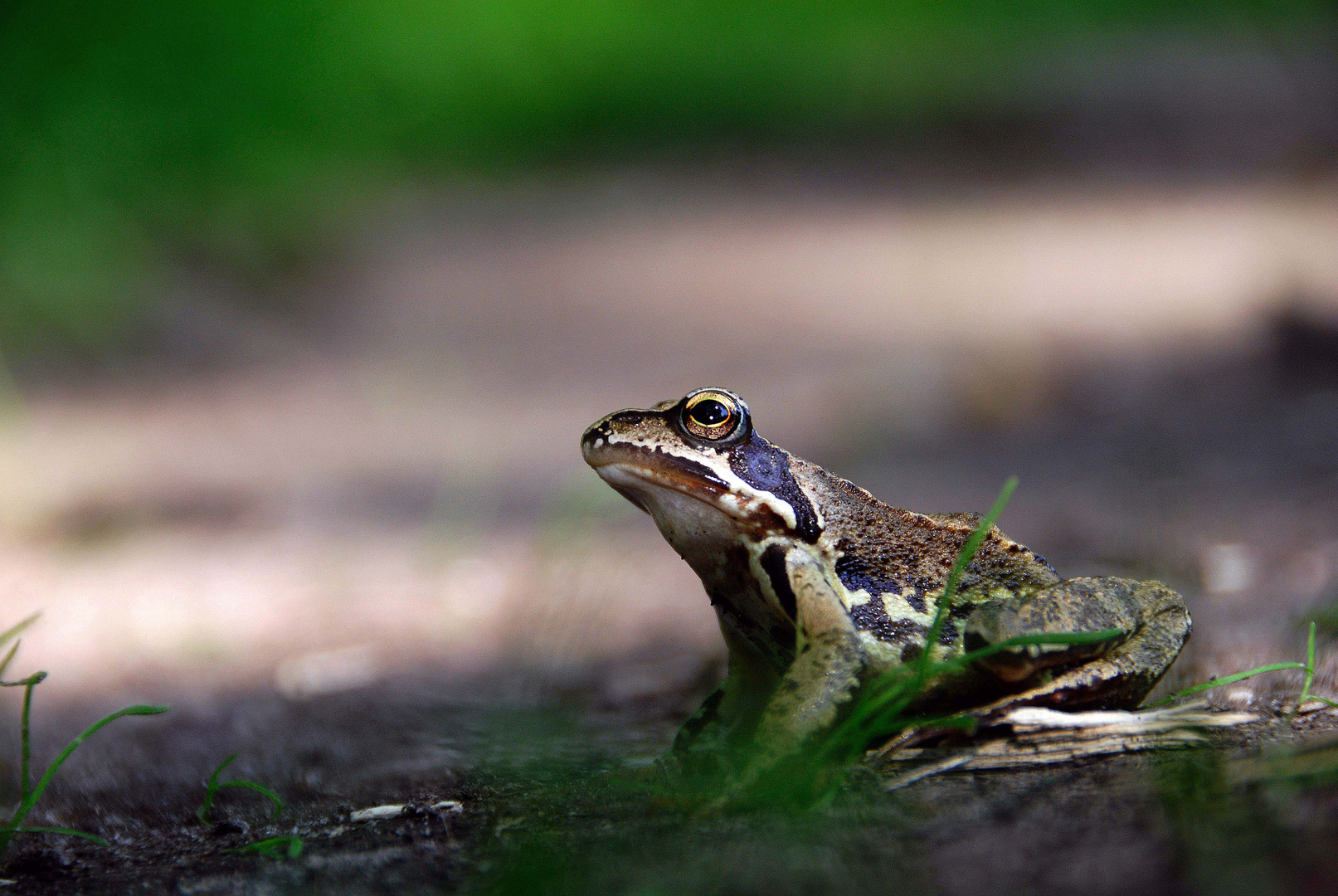 Grasfrosch