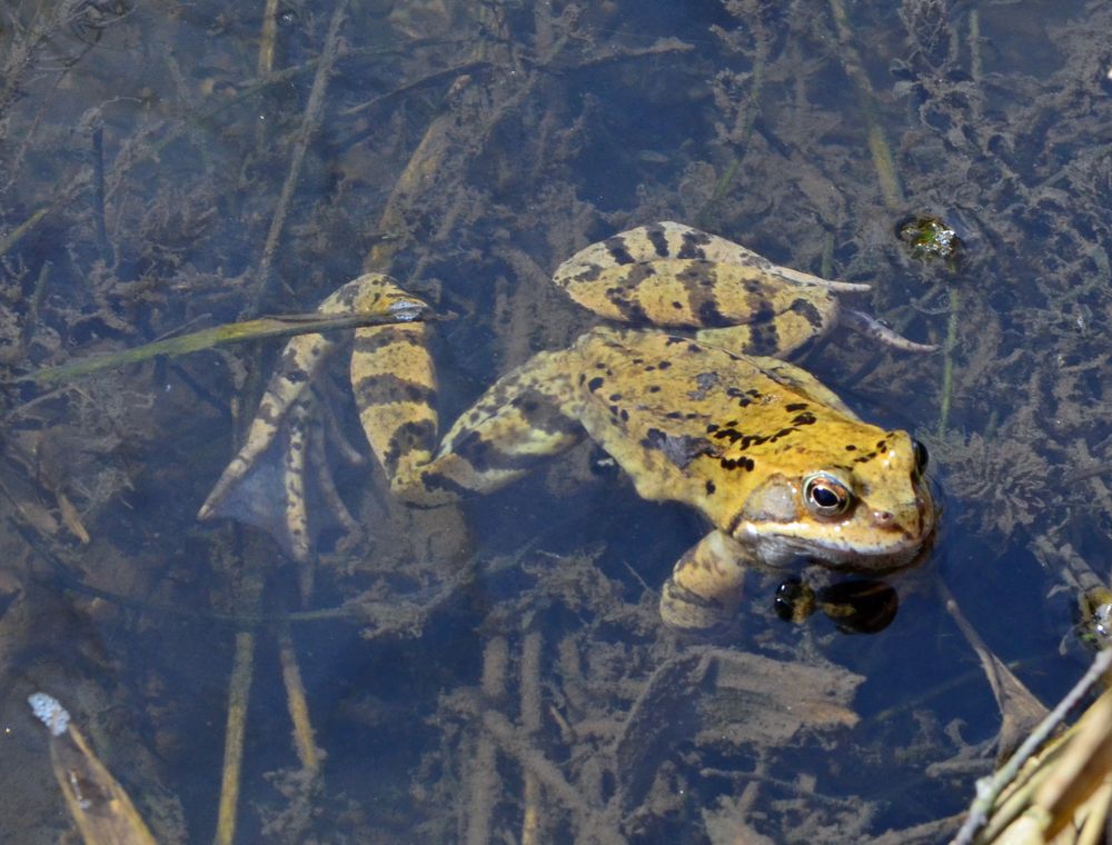 Grasfrosch Foto & Bild | natur, tiere, wildlife Bilder auf fotocommunity