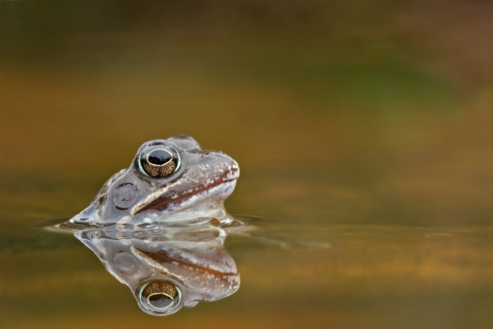 Grasfrosch