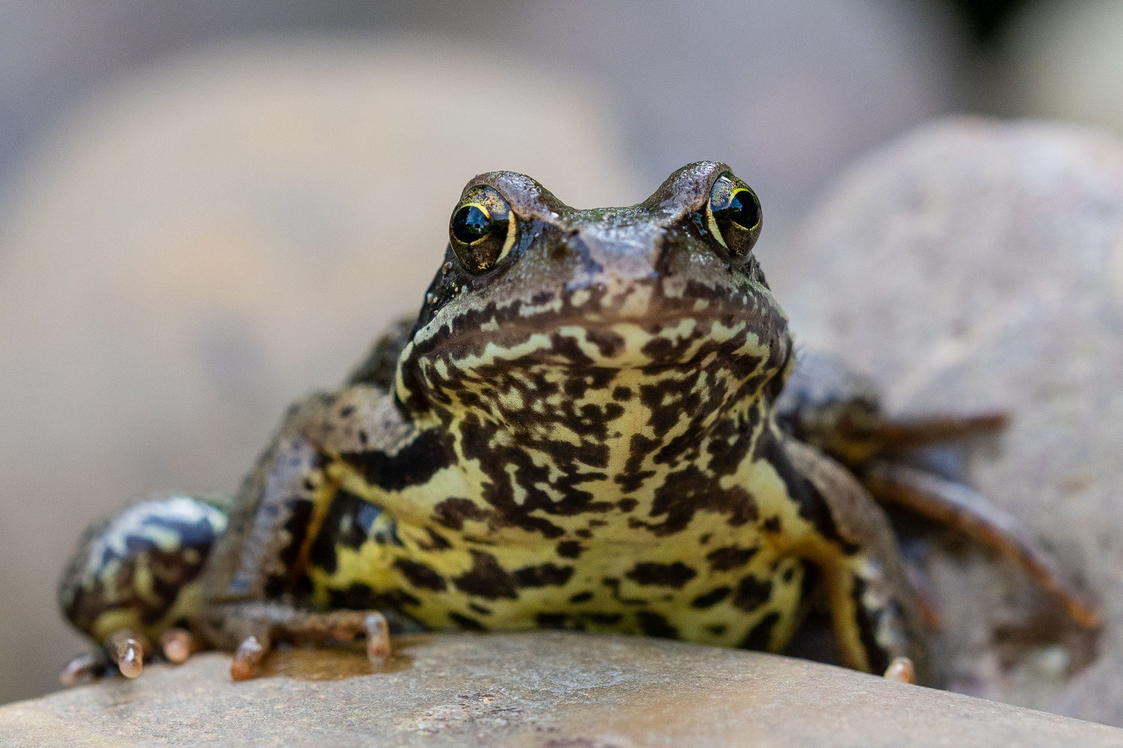 Grasfrosch