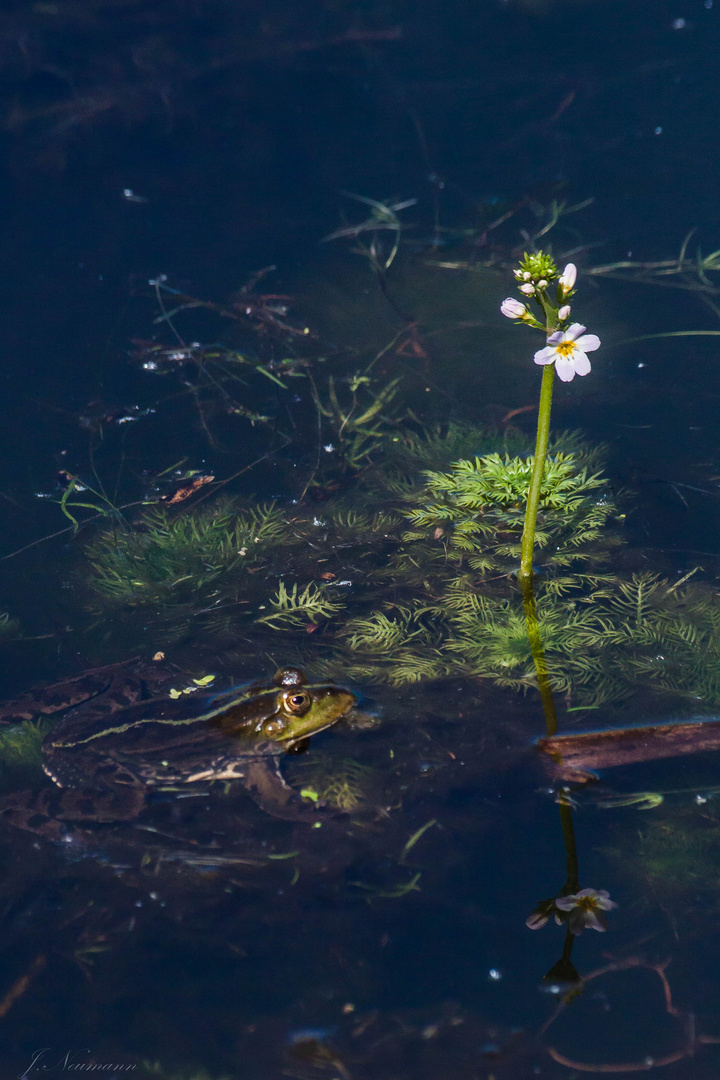 Grasfrosch