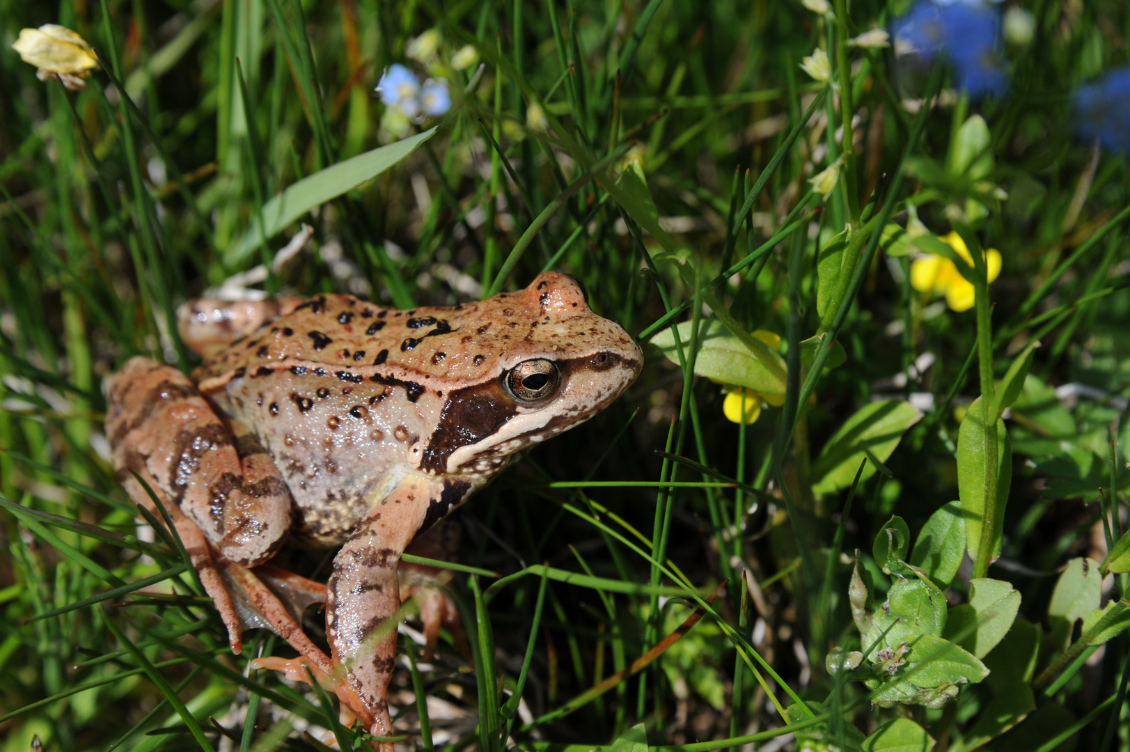 Grasfrosch