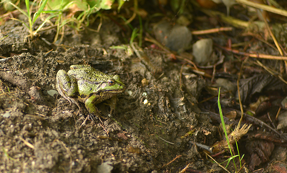 Grasfrosch