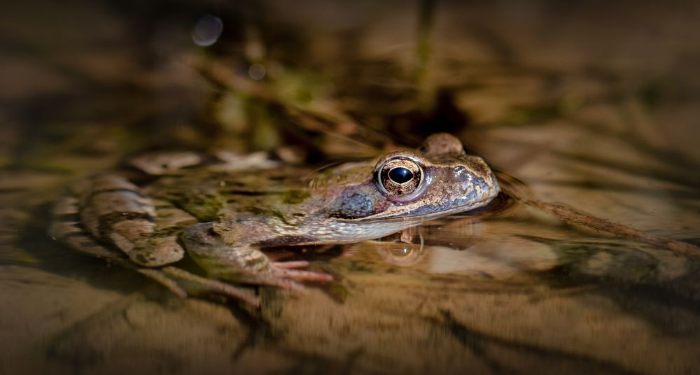 grasfrosch