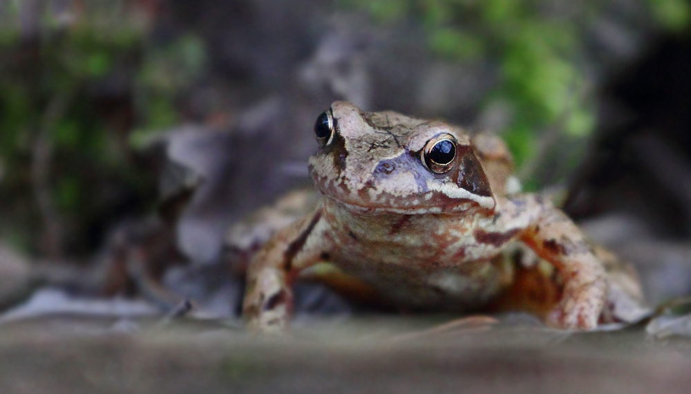 Grasfrosch