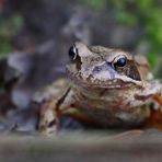 Grasfrosch