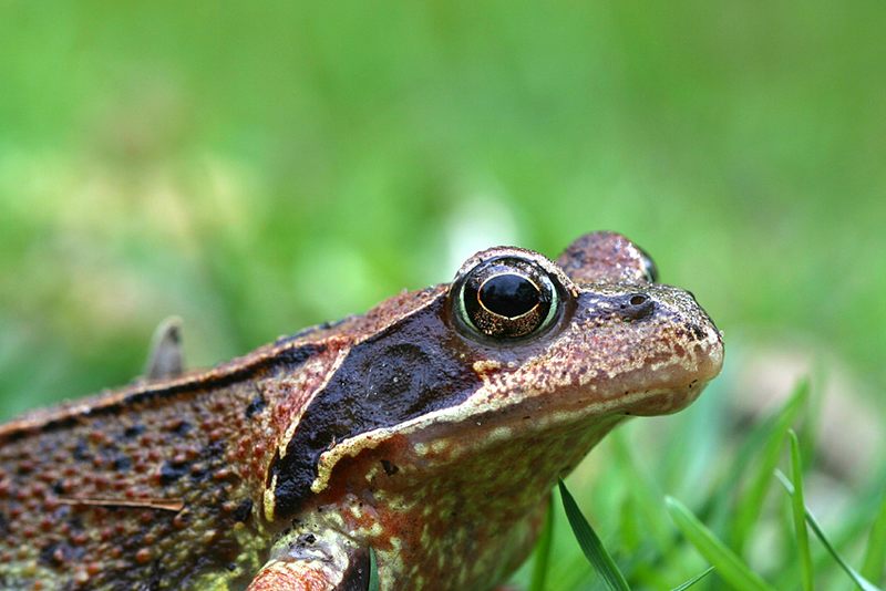 Grasfrosch