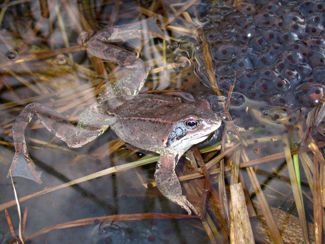 Grasfrosch