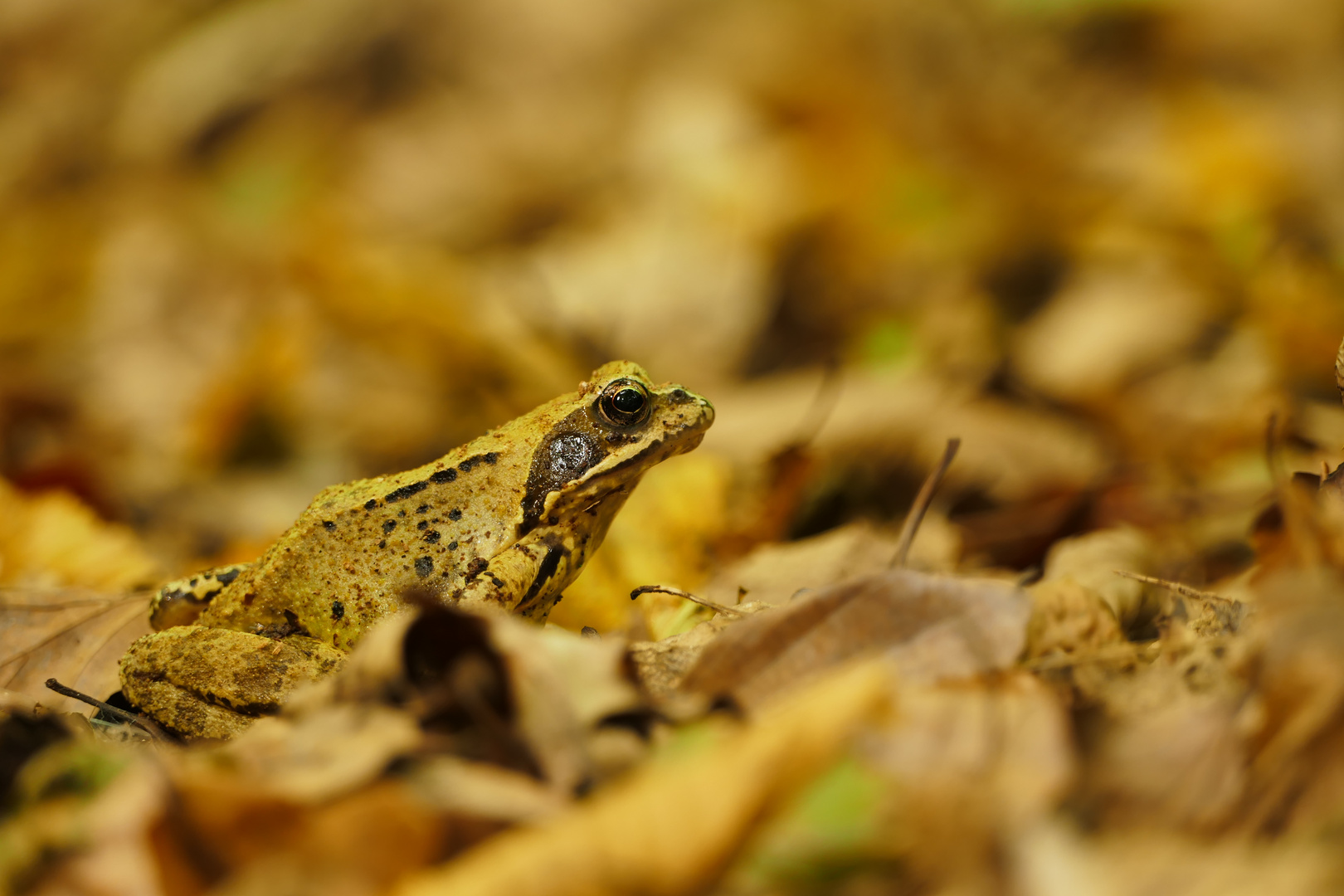 Grasfrosch