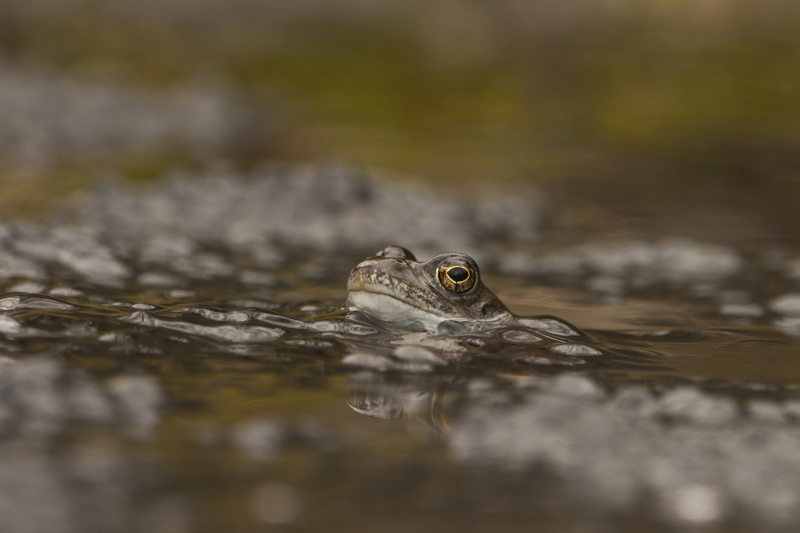 Grasfrosch