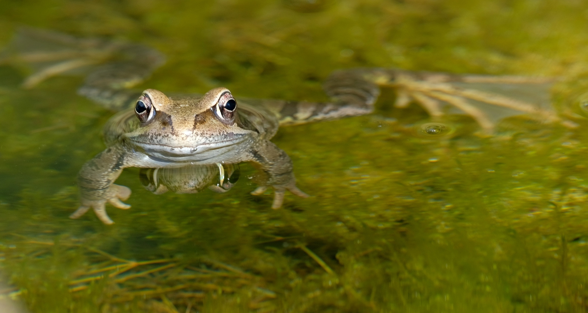 Grasfrosch