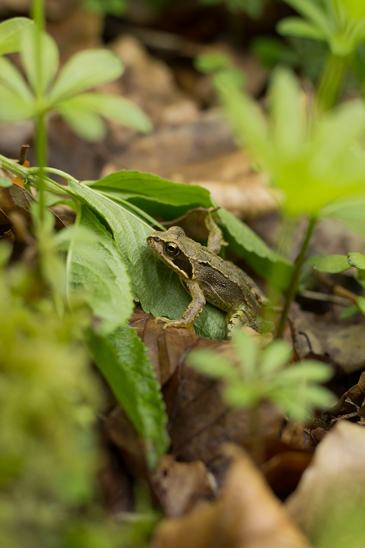 Grasfrosch