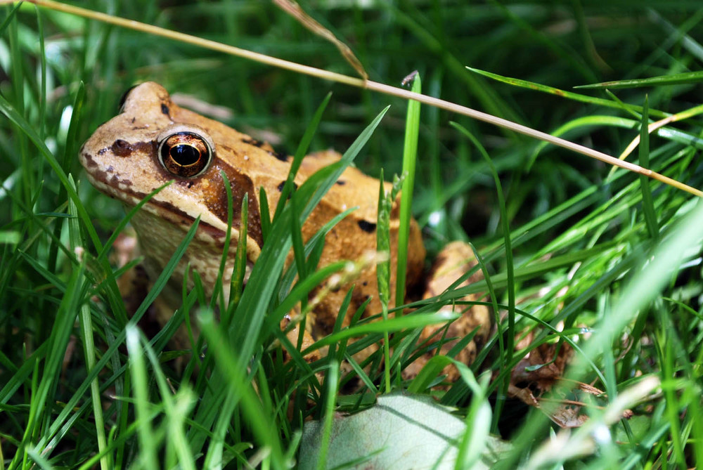 Grasfrosch ;)