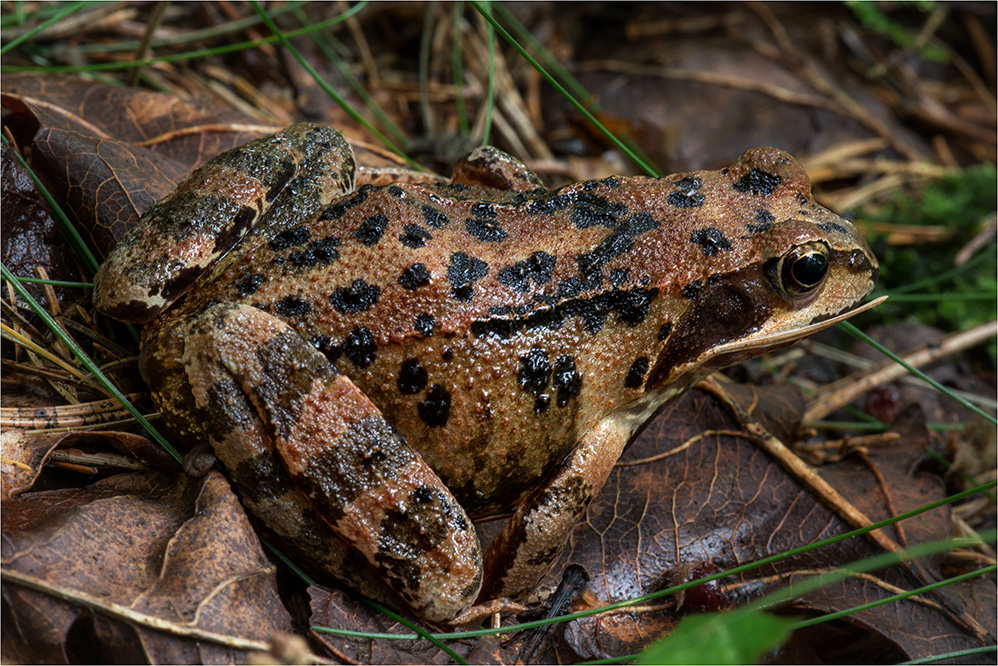 Grasfrosch