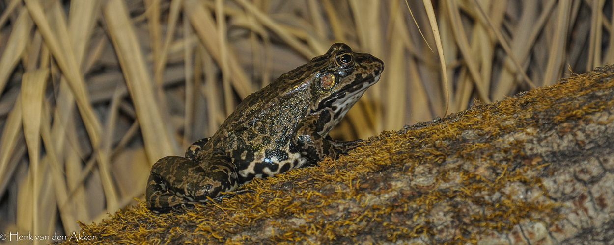 Grasfrosch