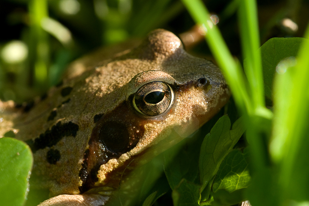 Grasfrosch