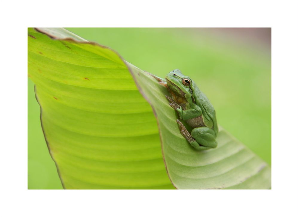 Grasfrosch