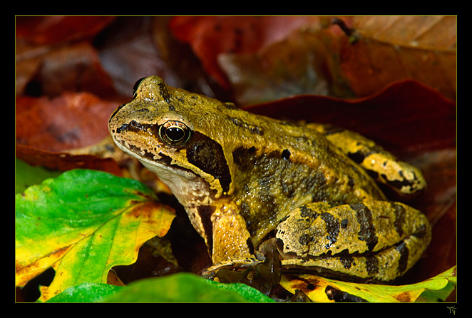 Grasfrosch