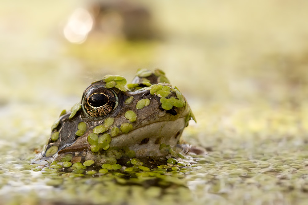 - Grasfrosch -