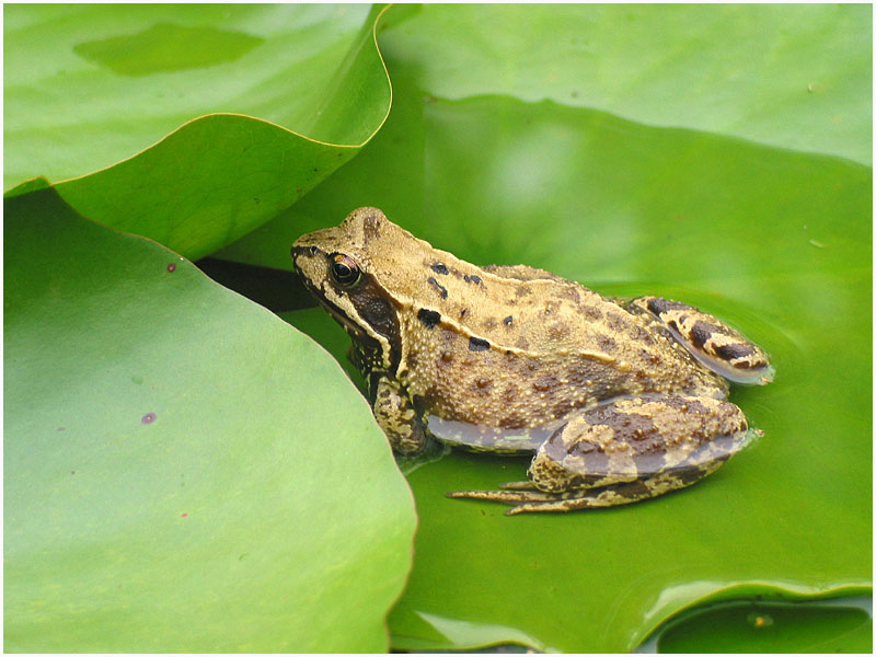 Grasfrosch