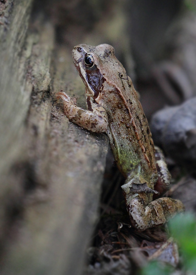 Grasfrosch