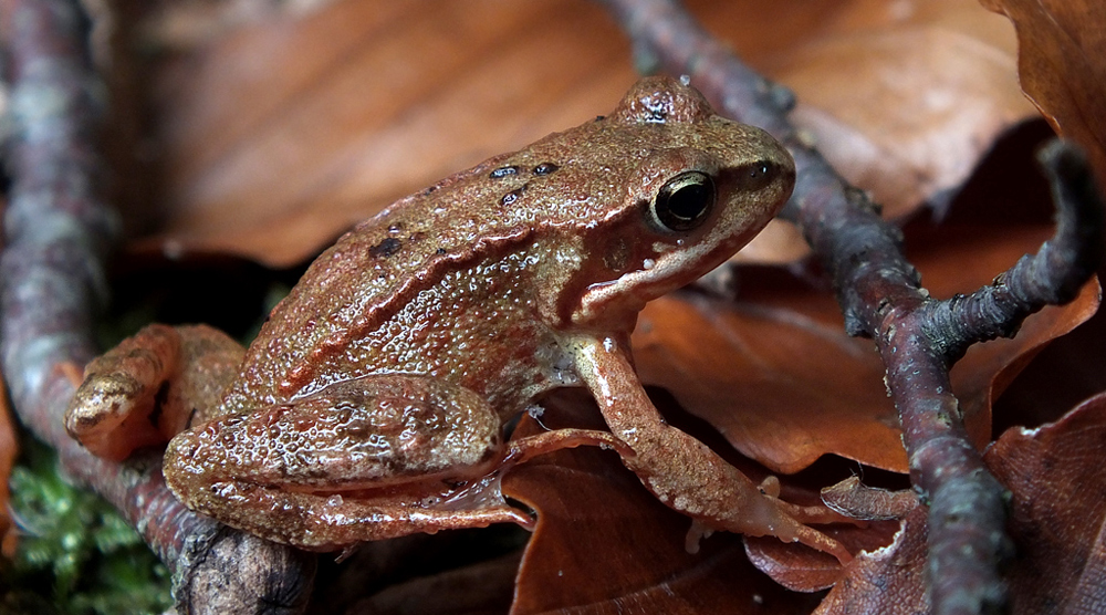 Grasfrosch am Böbereckensee