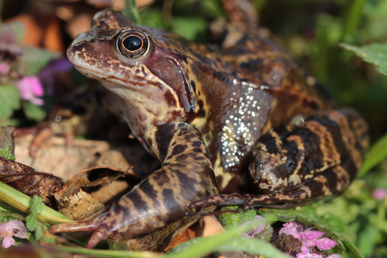 Grasfrosch am Lotzebach, Dresden