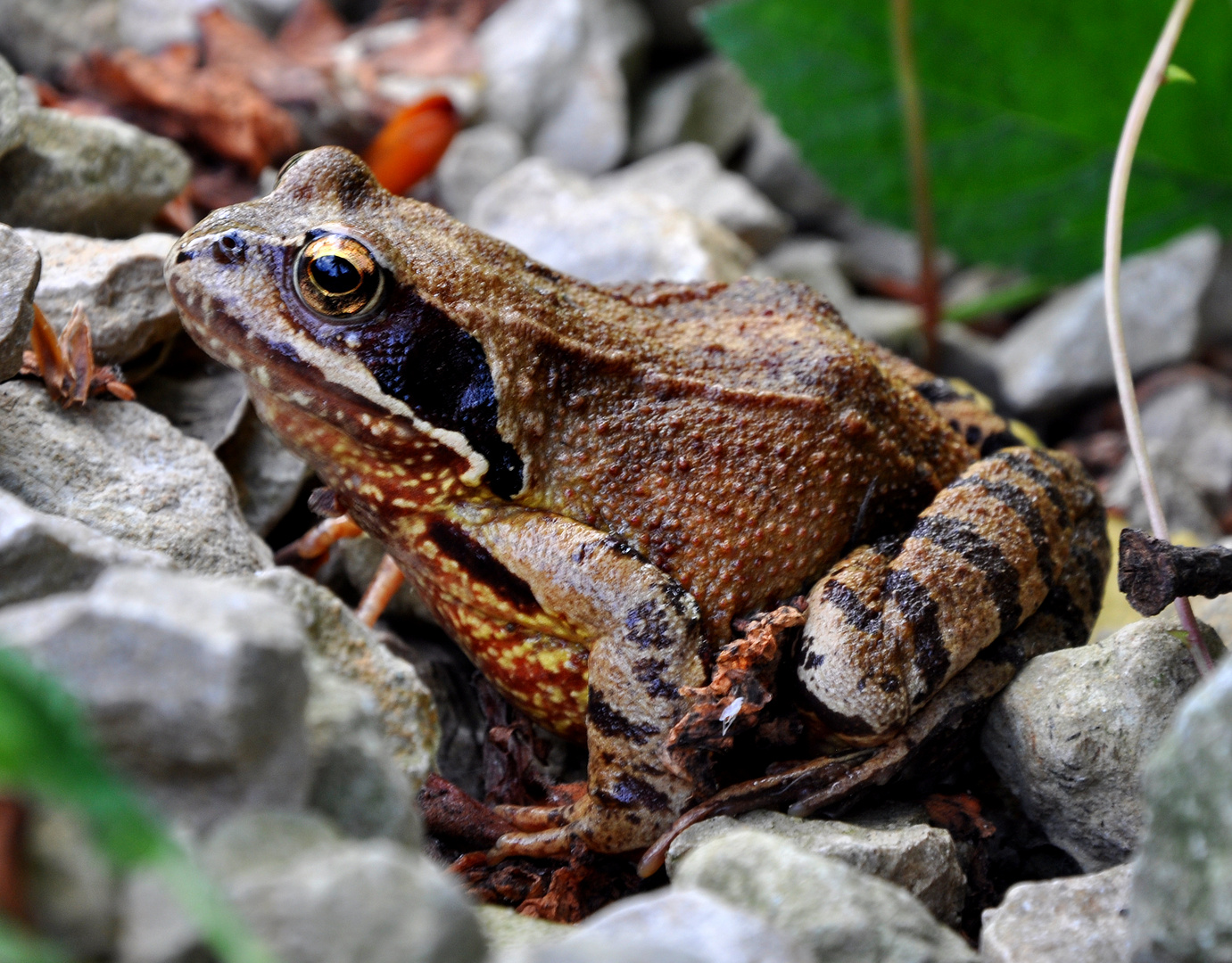 Grasfrosch auf Bergtour