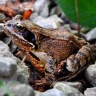 Grasfrosch auf Bergtour