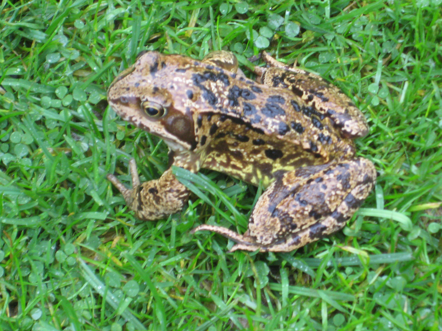 Grasfrosch auf Beutejagd