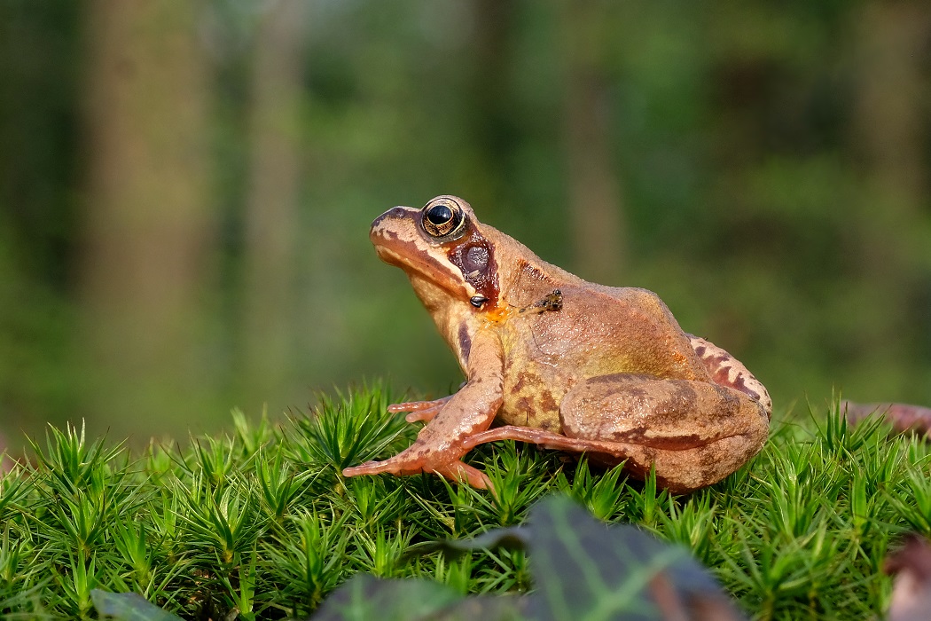 Grasfrosch auf einer Waldlichtung