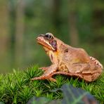 Grasfrosch auf einer Waldlichtung