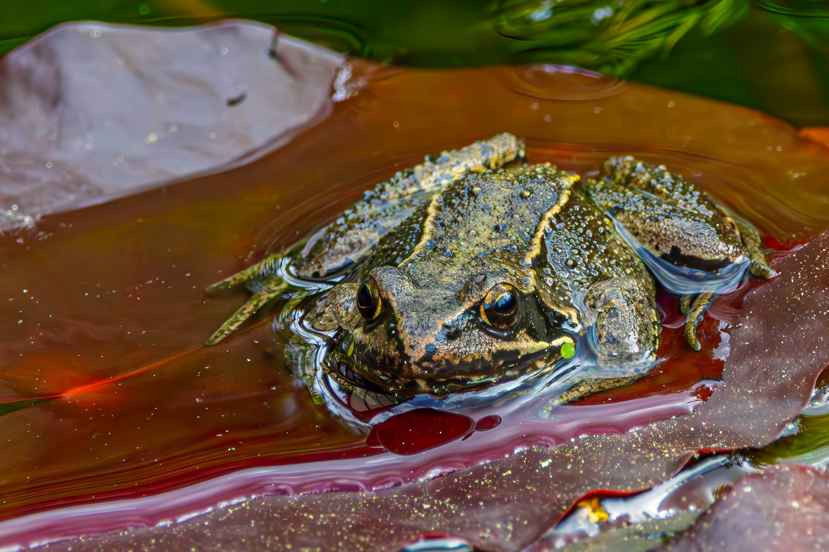 Grasfrosch auf Seerosenblatt / Common frog on water lily leaf