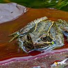 Grasfrosch auf Seerosenblatt / Common frog on water lily leaf