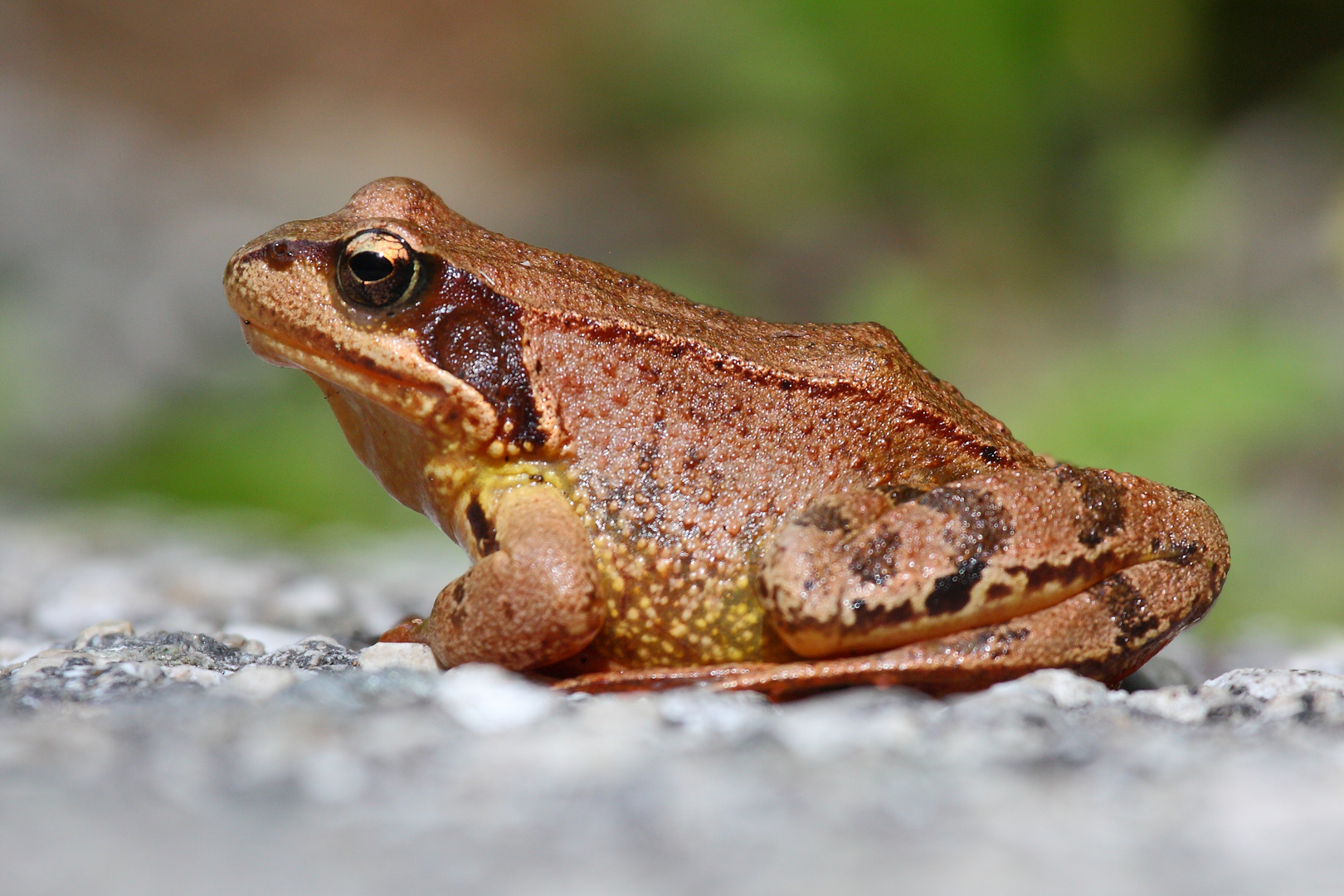 Grasfrosch