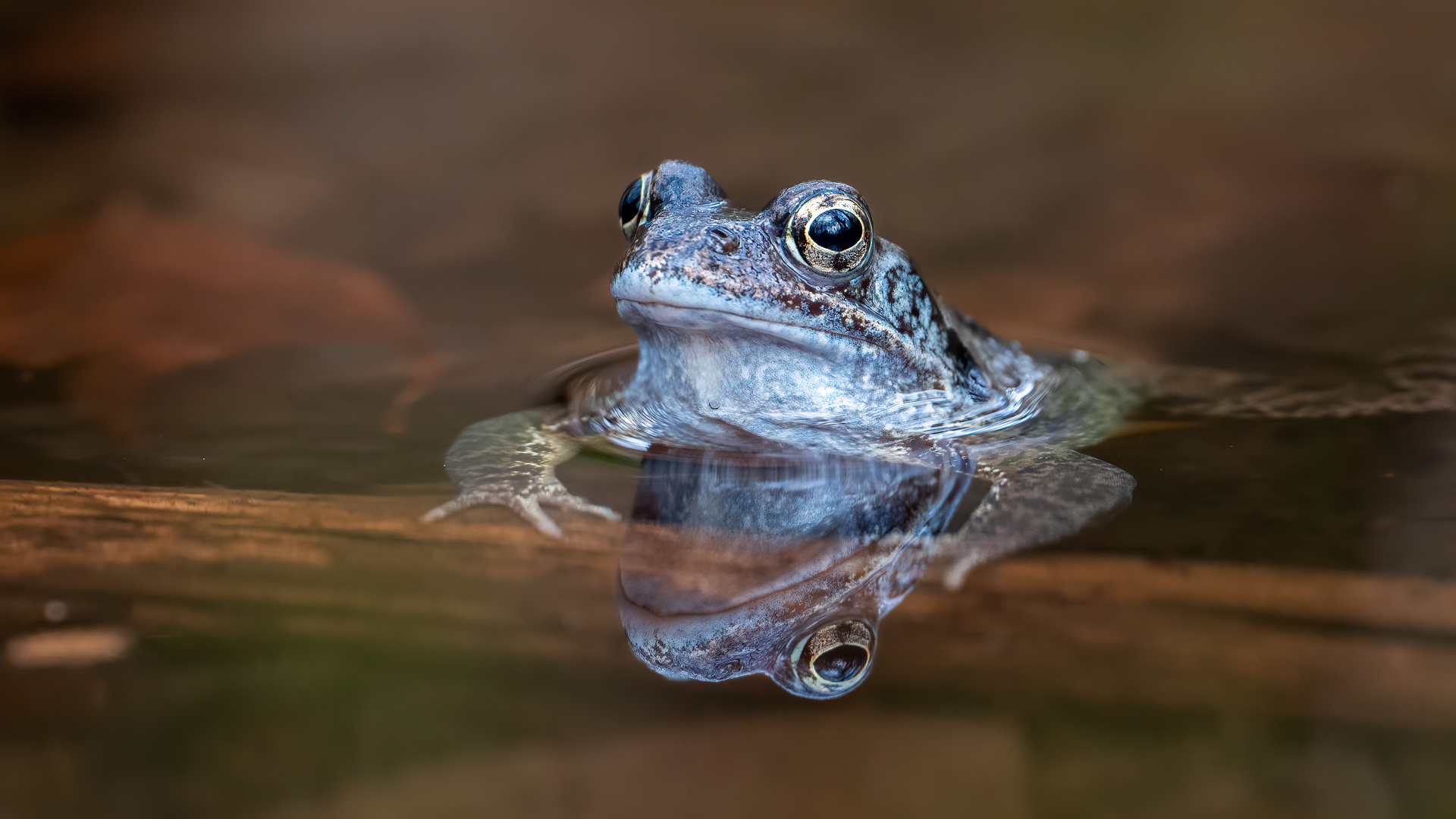 Grasfrosch