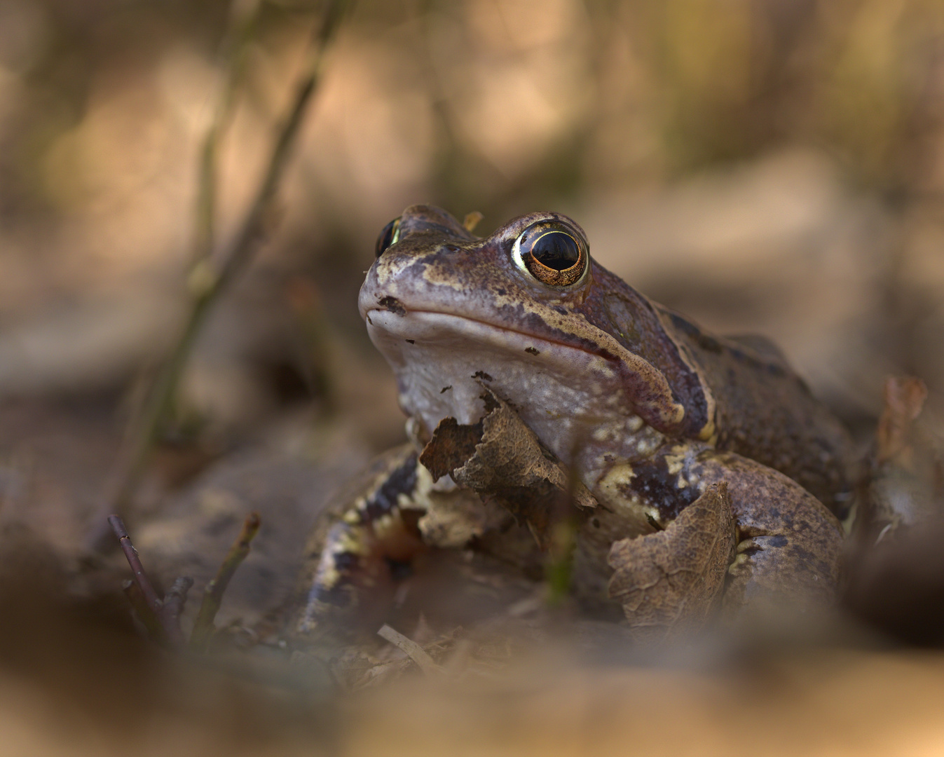 Grasfrosch