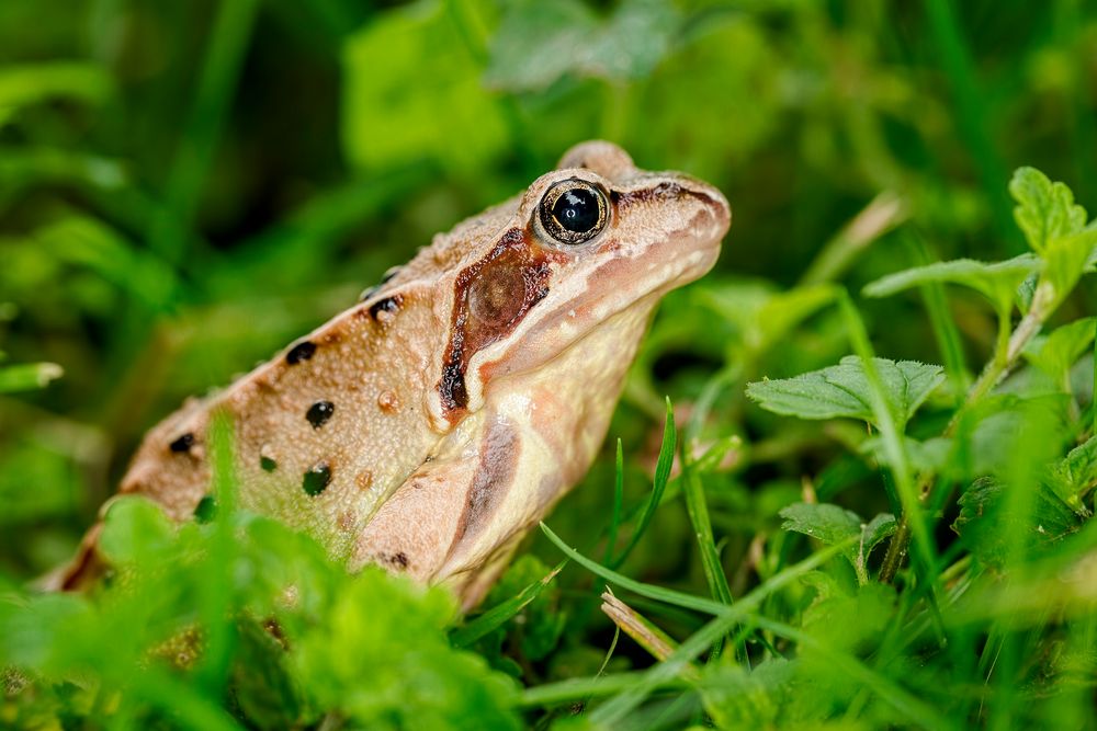 Grasfrosch